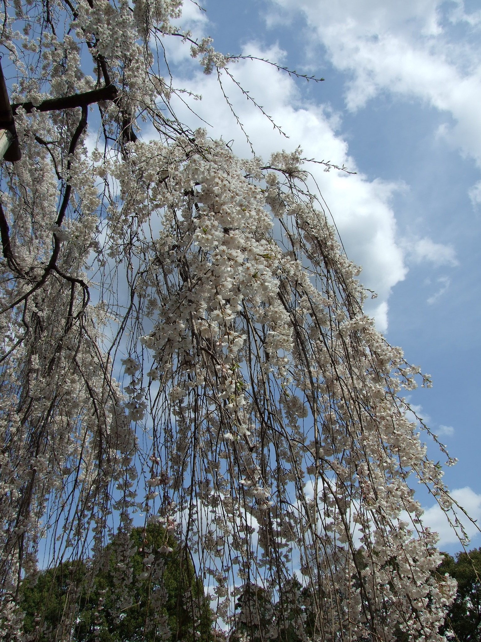 真間山弘法寺伏姫桜