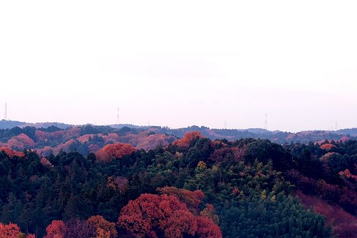今朝の市民の森