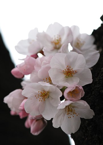 遅まきながら桜です