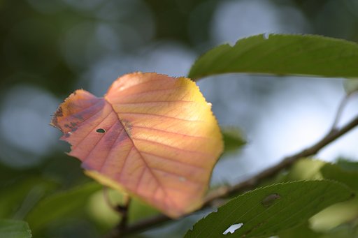 紅陽