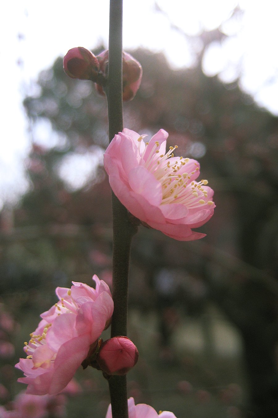 八重の梅花