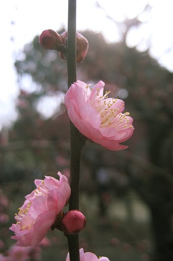 八重の梅花