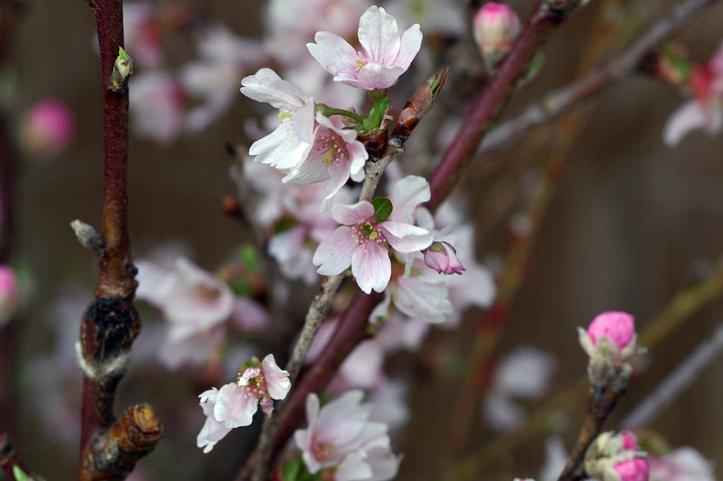 【赤】と白の梅に蕎麦湯のある街