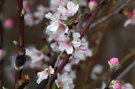 【赤】と白の梅に蕎麦湯のある街