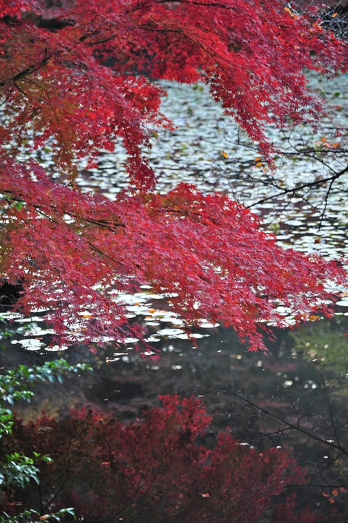 水辺の紅