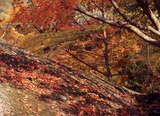 紅葉