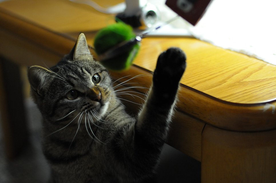 遊ぶ猫