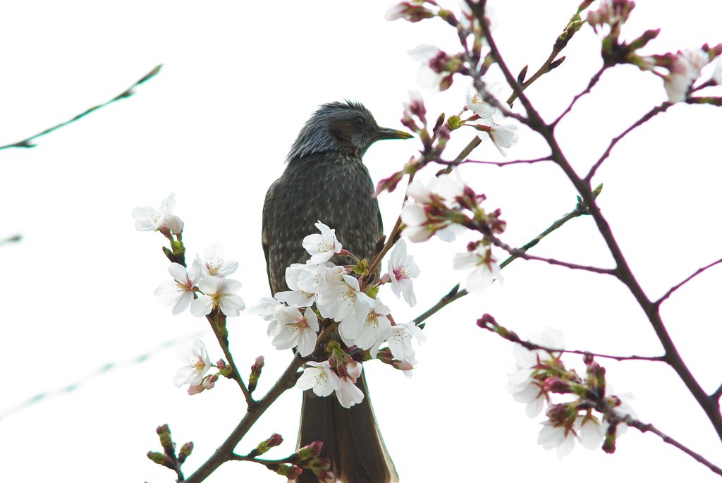 smc PENTAX 300mm F4