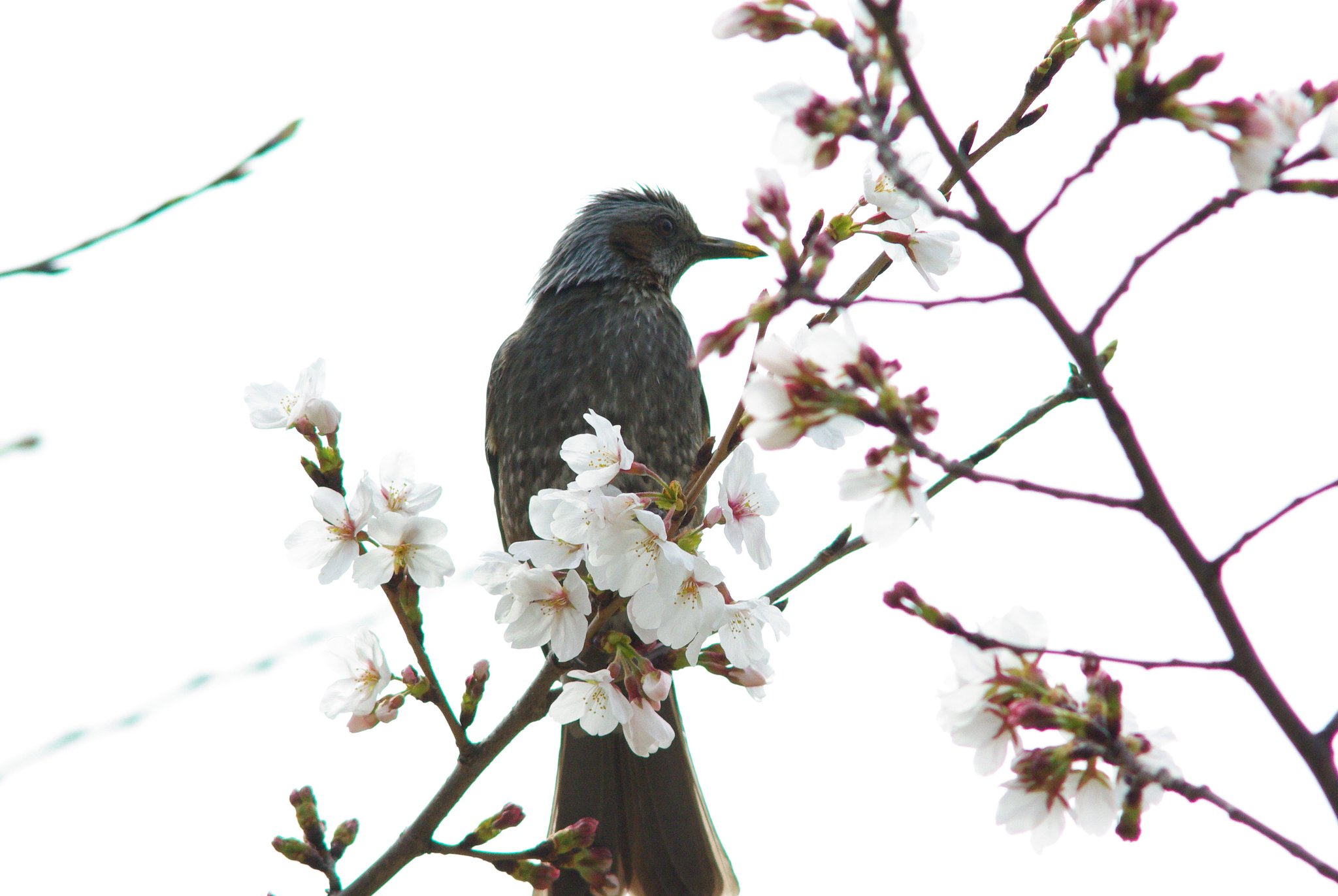 smc PENTAX 300mm F4