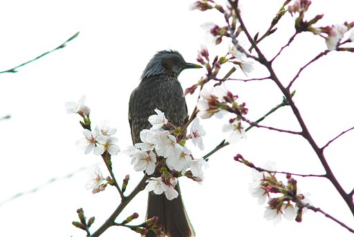 smc PENTAX 300mm F4