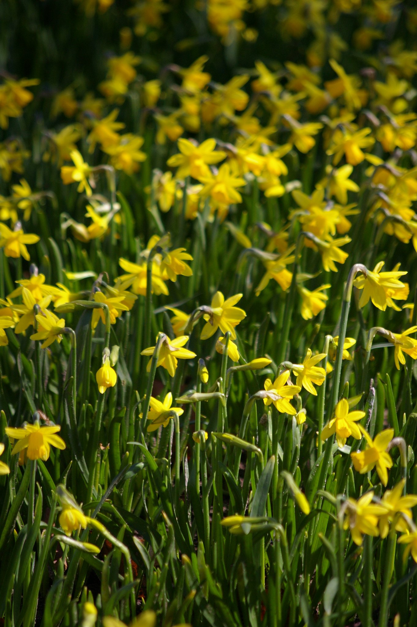 daffodil