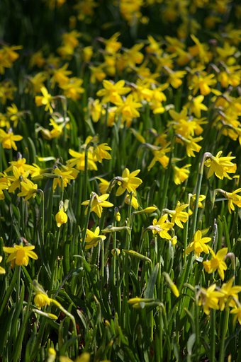 daffodil