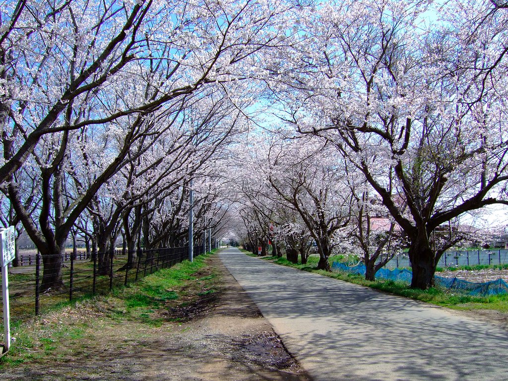 桜のトンネル・・・