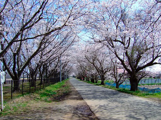 桜のトンネル・・・