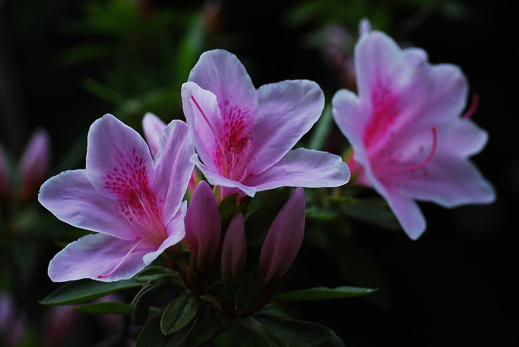 サツキ開花