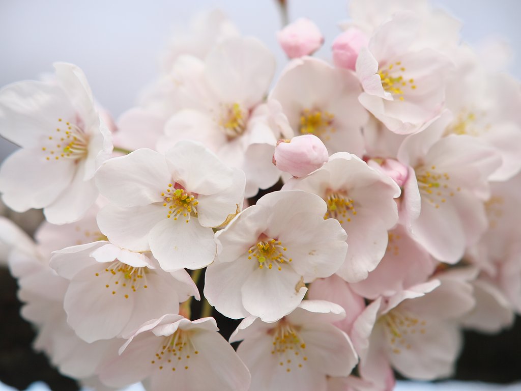 桜のブーケ