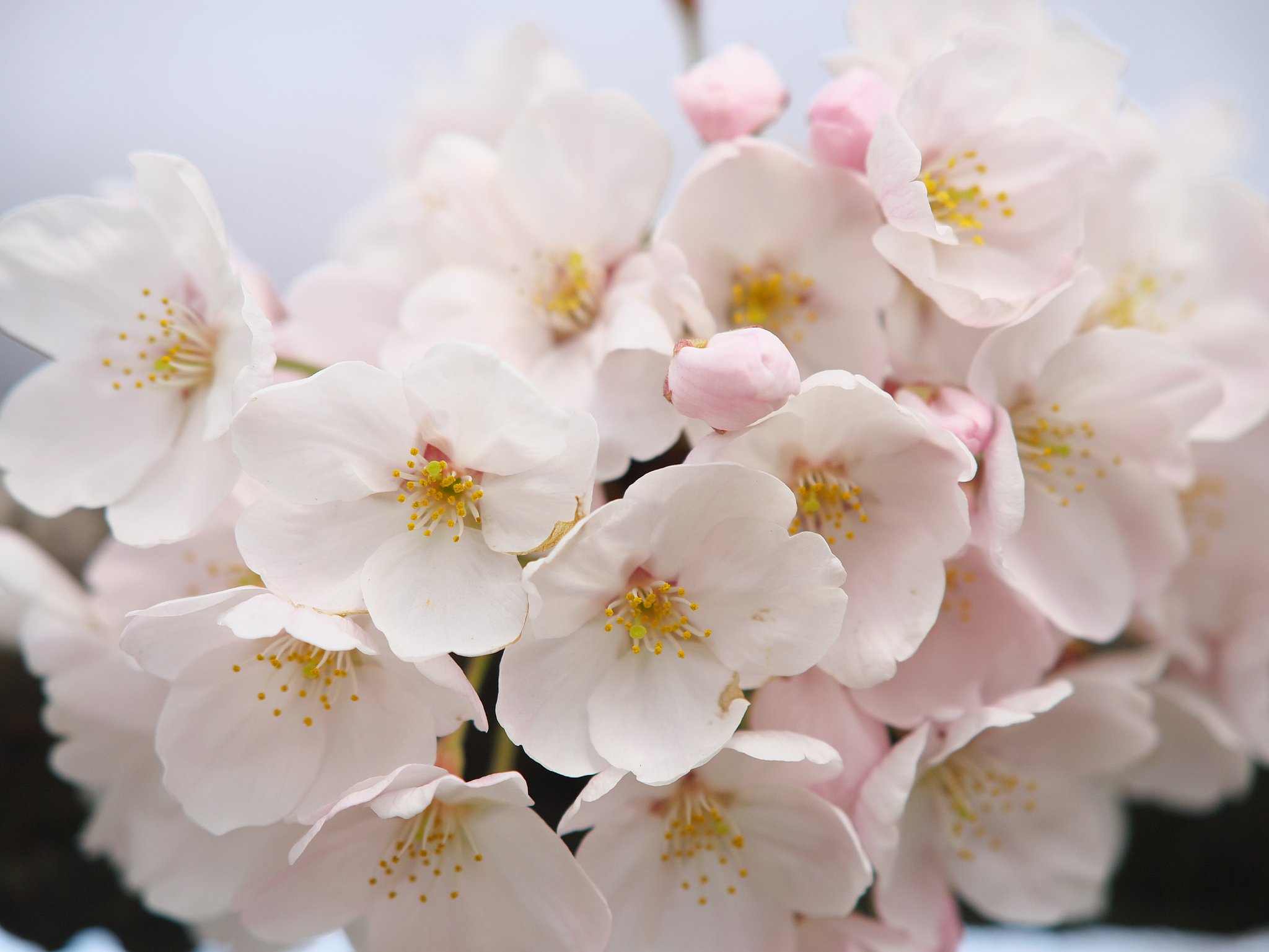 桜のブーケ