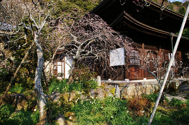 Japanese Plum and Narcissus