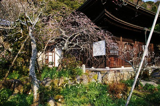 Japanese Plum and Narcissus