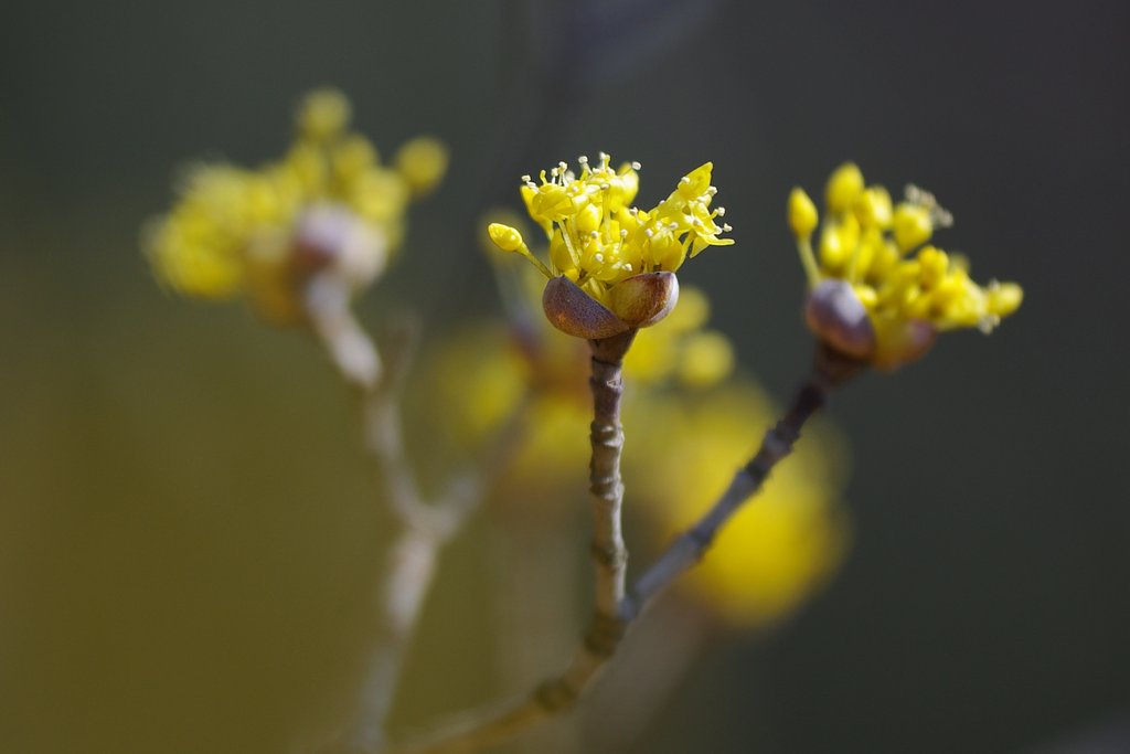 春色の線香花火