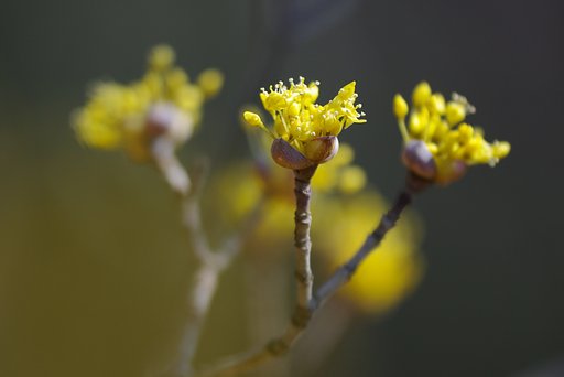 春色の線香花火