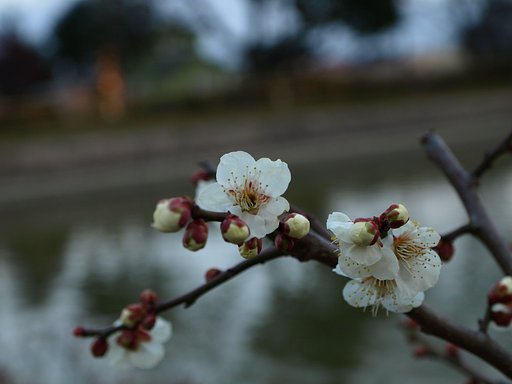 梅の花