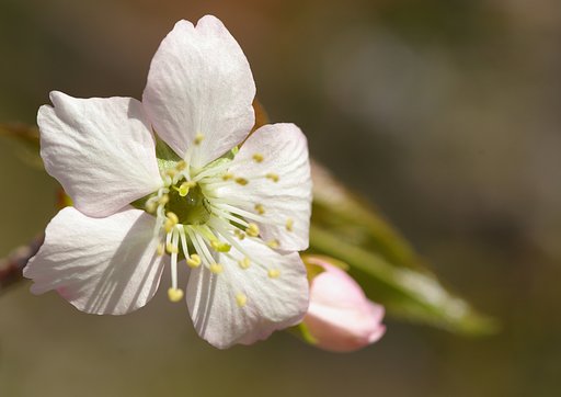 虫の気持ちが良くわかる（＾＾）