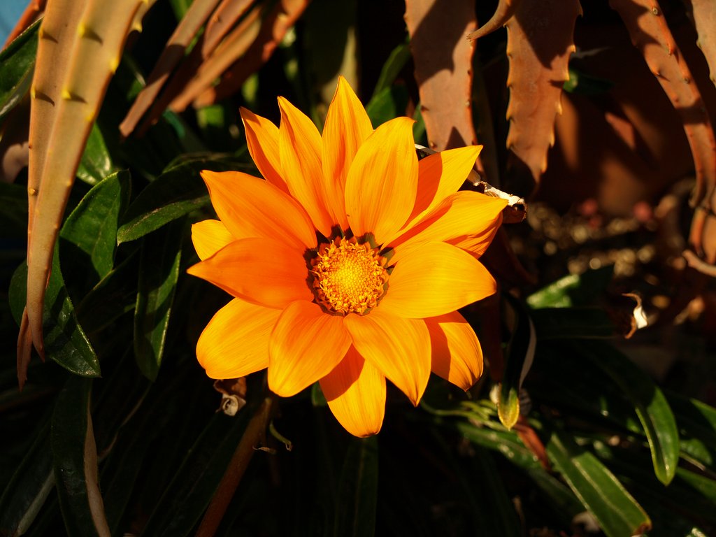 花