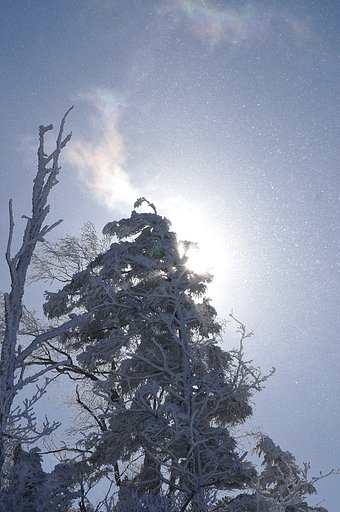 雪舞う