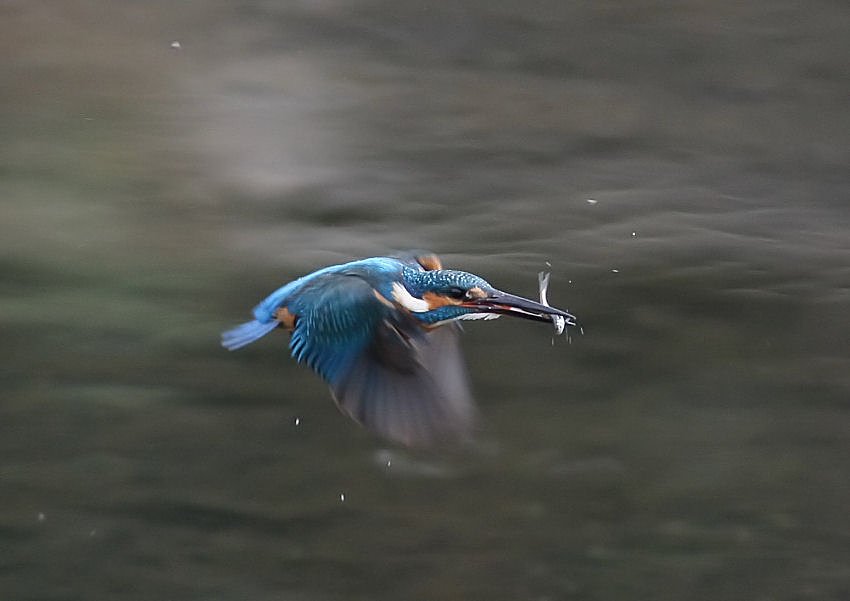 カワセミ