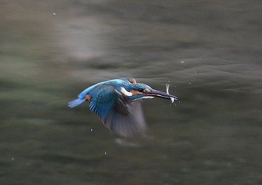 カワセミ