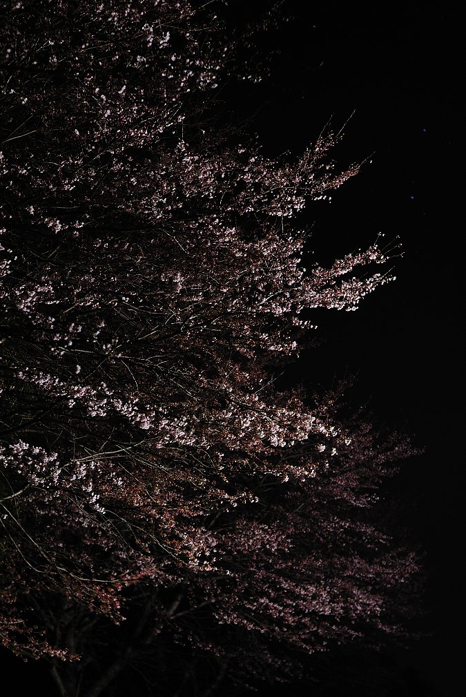 夜桜