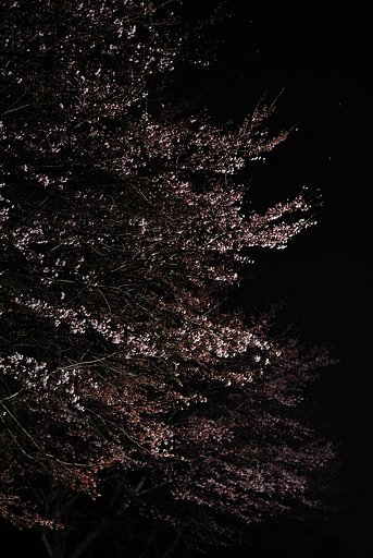 夜桜