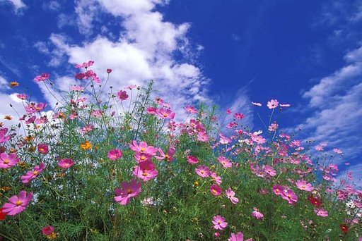 Ｌｉｖｅ　ｕｎｄｅｒ　ｔｈｅ　ｓｋｙ