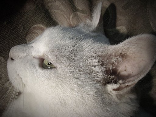 毒猫
