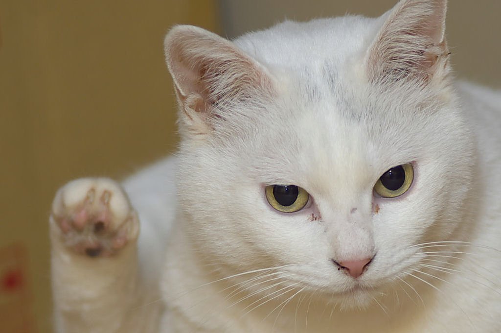 招き猫まがい
