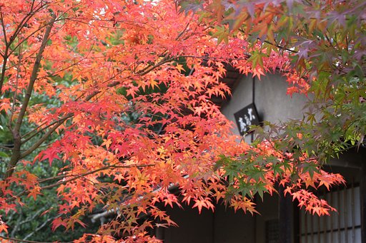 京都鷹峯・光悦寺の紅葉
