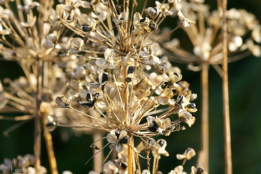 冬の種花