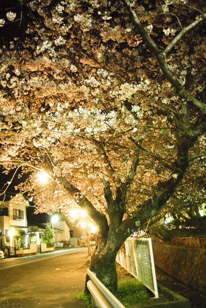 昼に桜を撮りに行く暇が無い