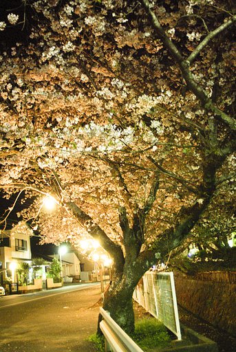 昼に桜を撮りに行く暇が無い