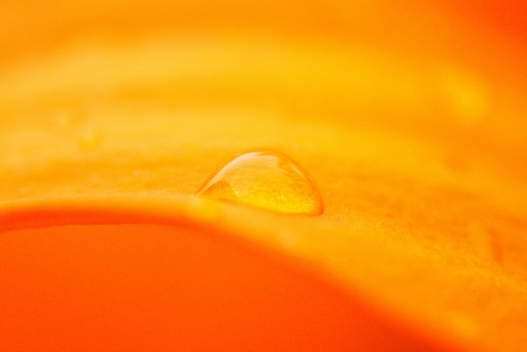 ユリに水滴