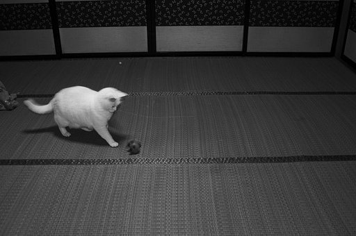 ねこ勝手に遊ぶ