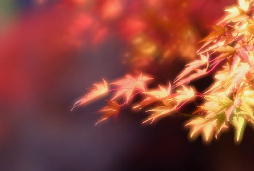 癒しの紅葉