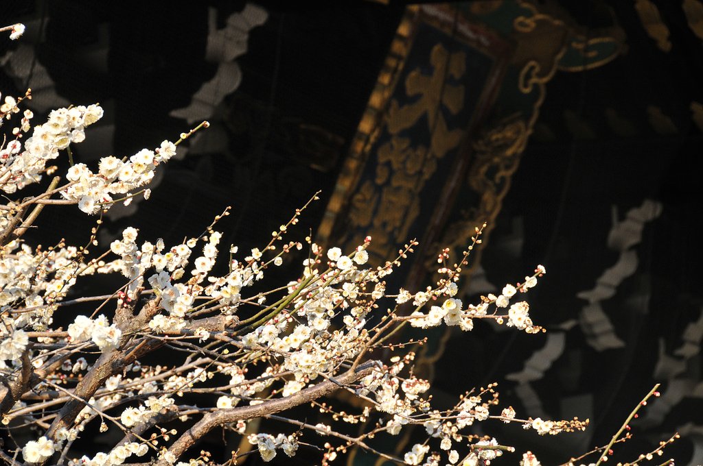 北野天満宮の梅