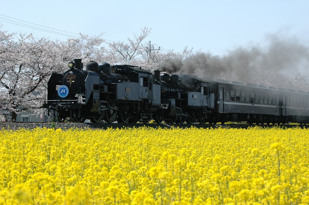 真岡鉄道　（春）