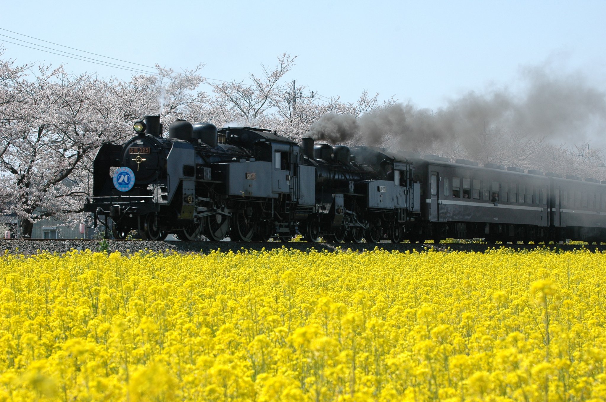 真岡鉄道　（春）