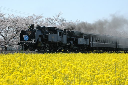真岡鉄道　（春）