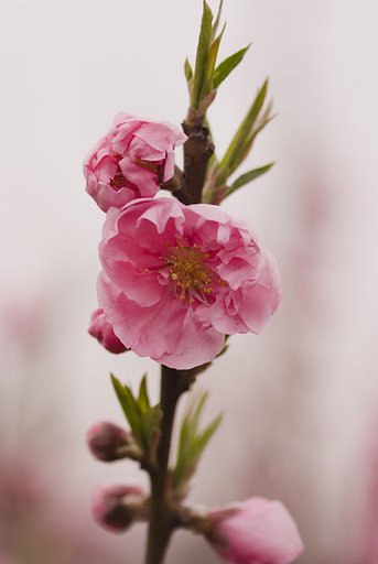 桃
