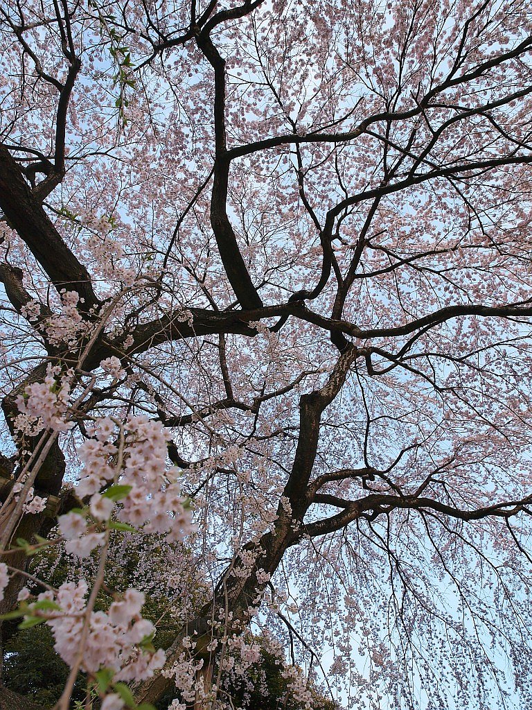 枝垂桜