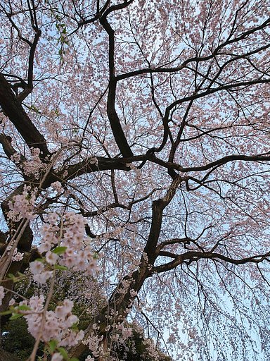 枝垂桜